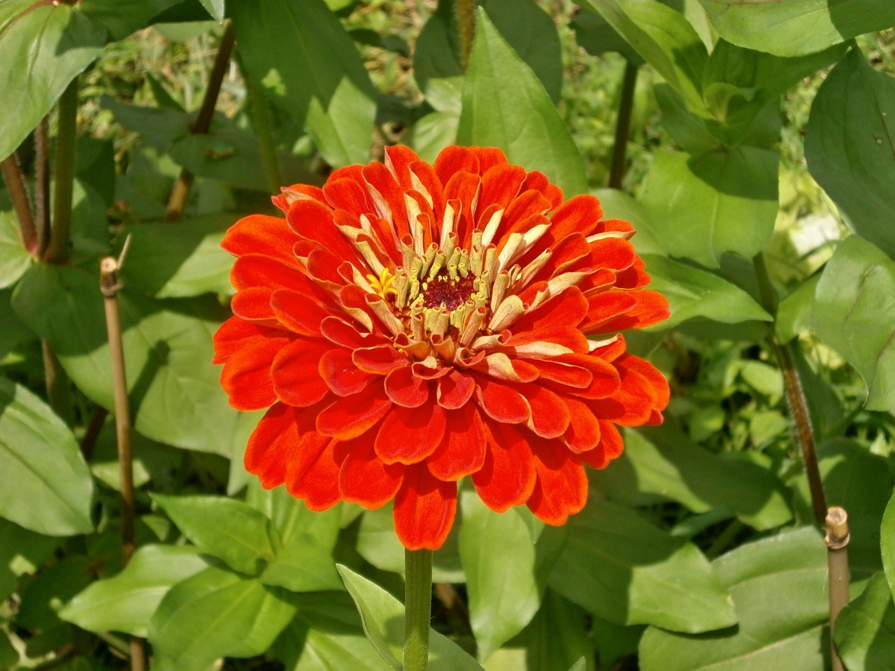 Zinnia Elegans, Zinnia, Raudonos Gėlės, Nemokamos Nuotraukos,  Nemokama Licenzija