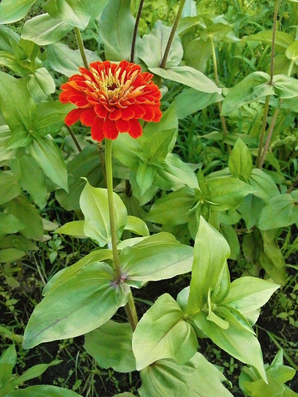 Zinnia Elegans, Zinnia, Raudonos Gėlės, Nemokamos Nuotraukos,  Nemokama Licenzija