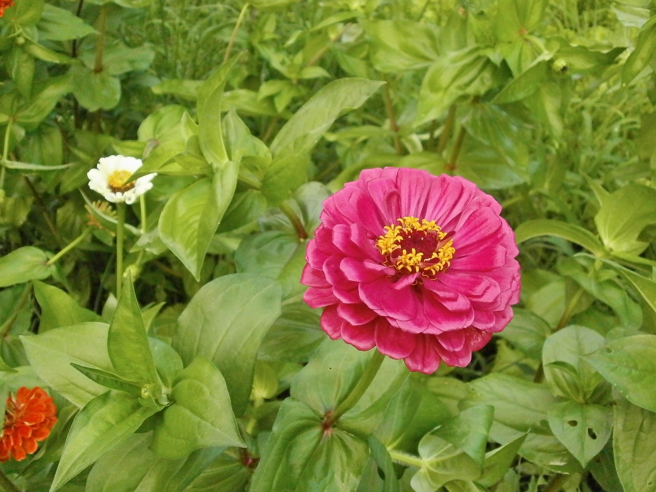 Zinnia Elegans, Zinnia, Rožinė Gėlė, Nemokamos Nuotraukos,  Nemokama Licenzija