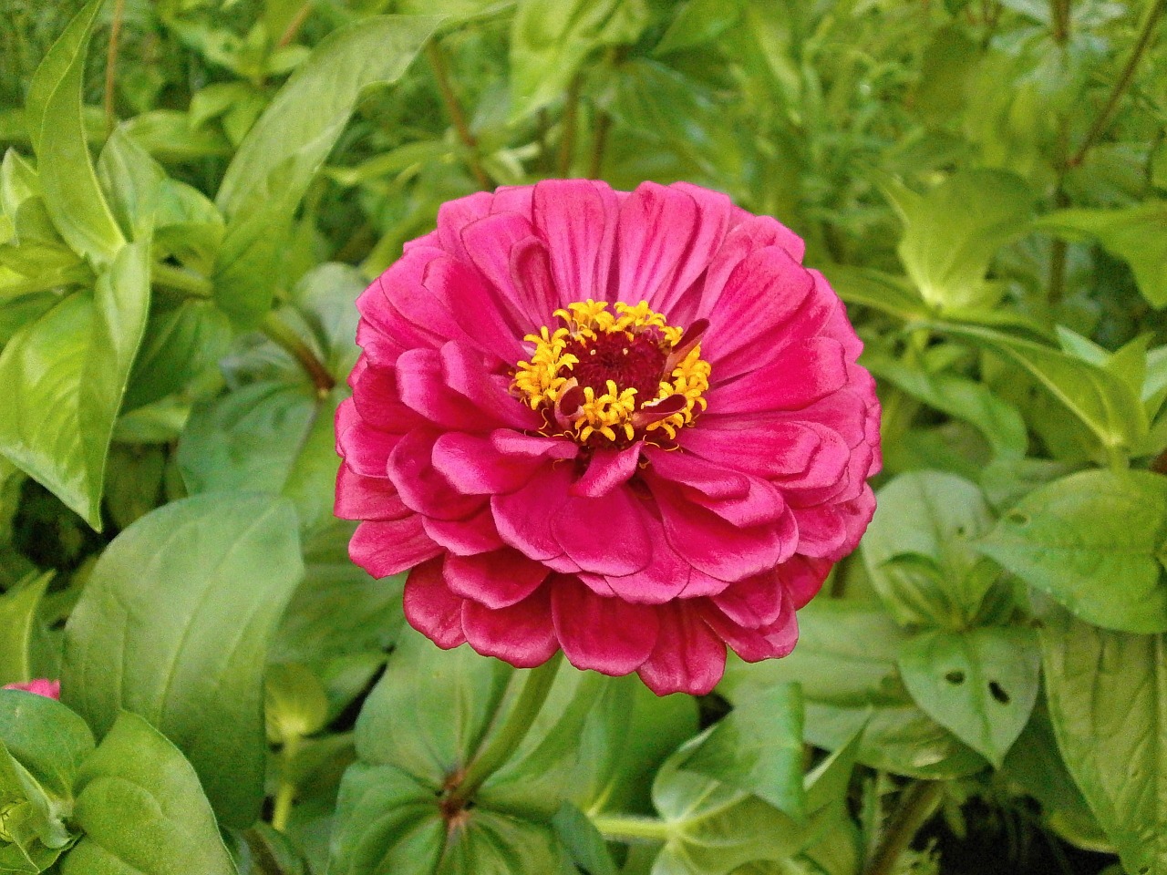 Zinnia Elegans, Zinnia, Rožinė Gėlė, Nemokamos Nuotraukos,  Nemokama Licenzija