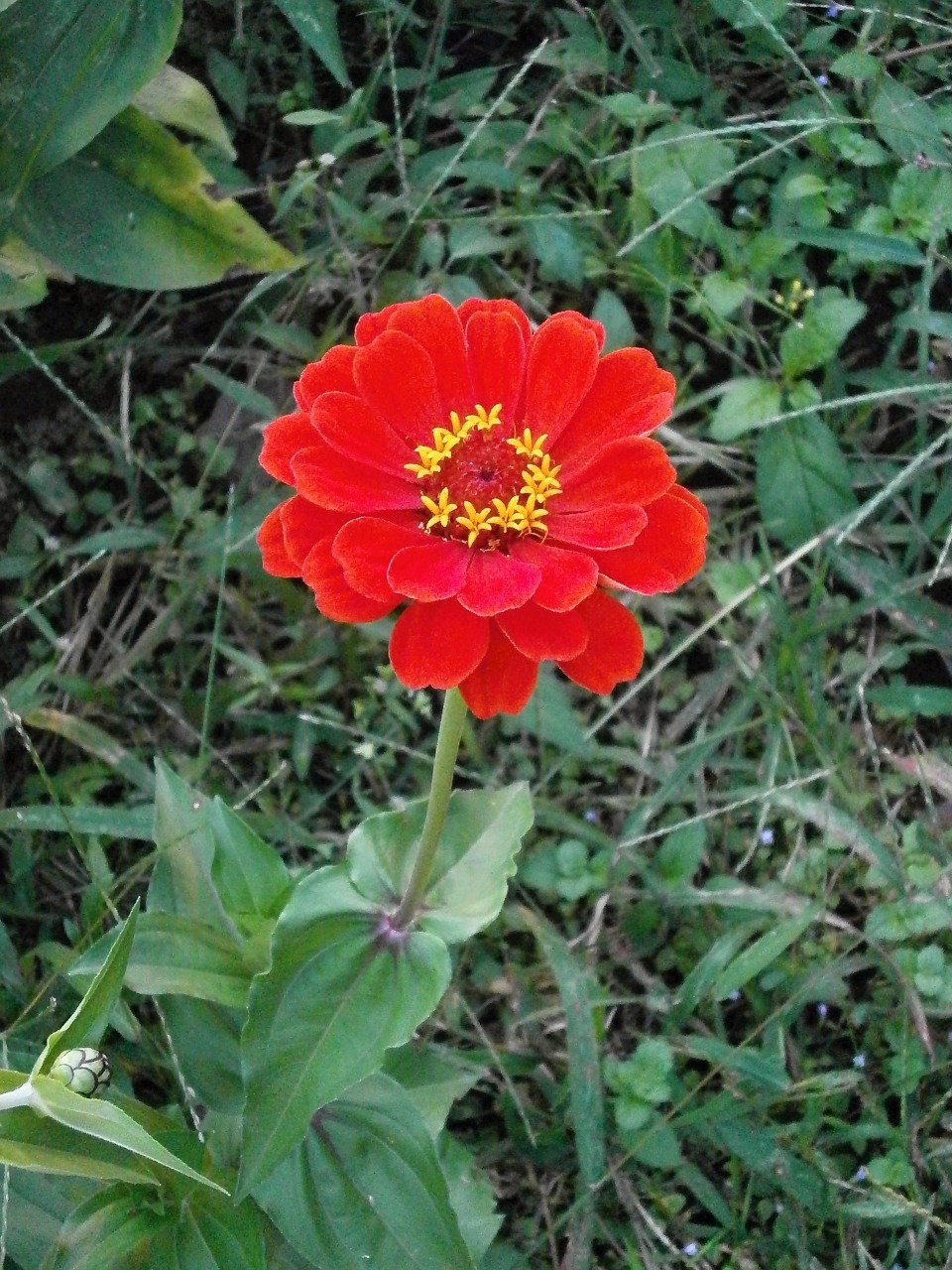 Zinnia Elegans, Zinnia, Raudonos Gėlės, Nemokamos Nuotraukos,  Nemokama Licenzija