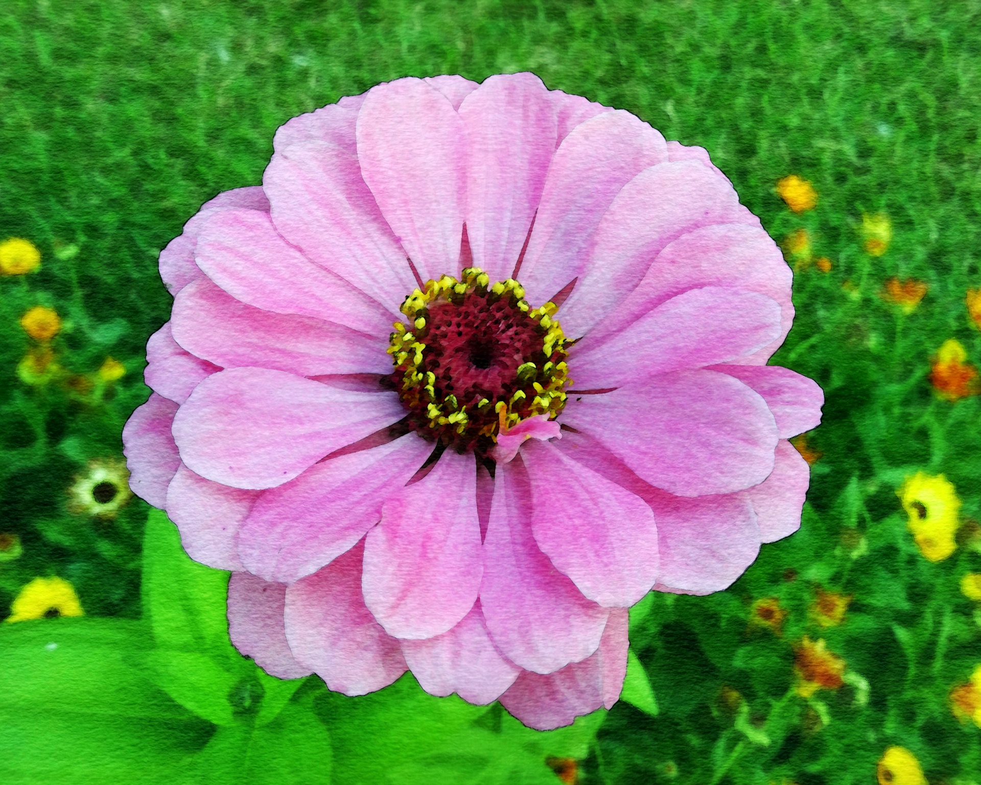 Zinnia,  Gėlė,  Violetinė,  Akvarelė,  Akvarelė,  Dažymas,  Menas,  Gamta,  Žydėti,  Gėlių