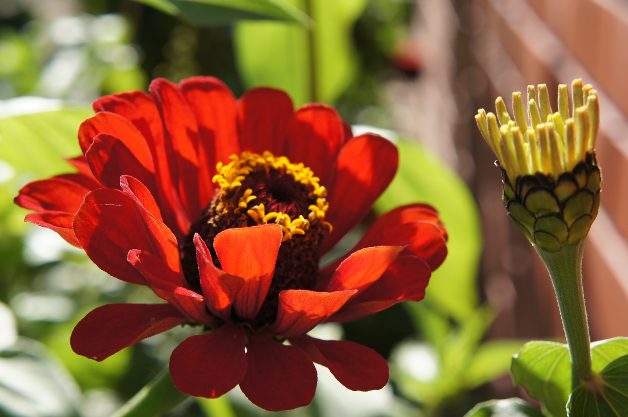 Zinnias, Gėlės, Geliu Lova, Ruduo, Gėlė, Sodo Gėlės, Sodo Gėlė, Raudona, Nemokamos Nuotraukos,  Nemokama Licenzija