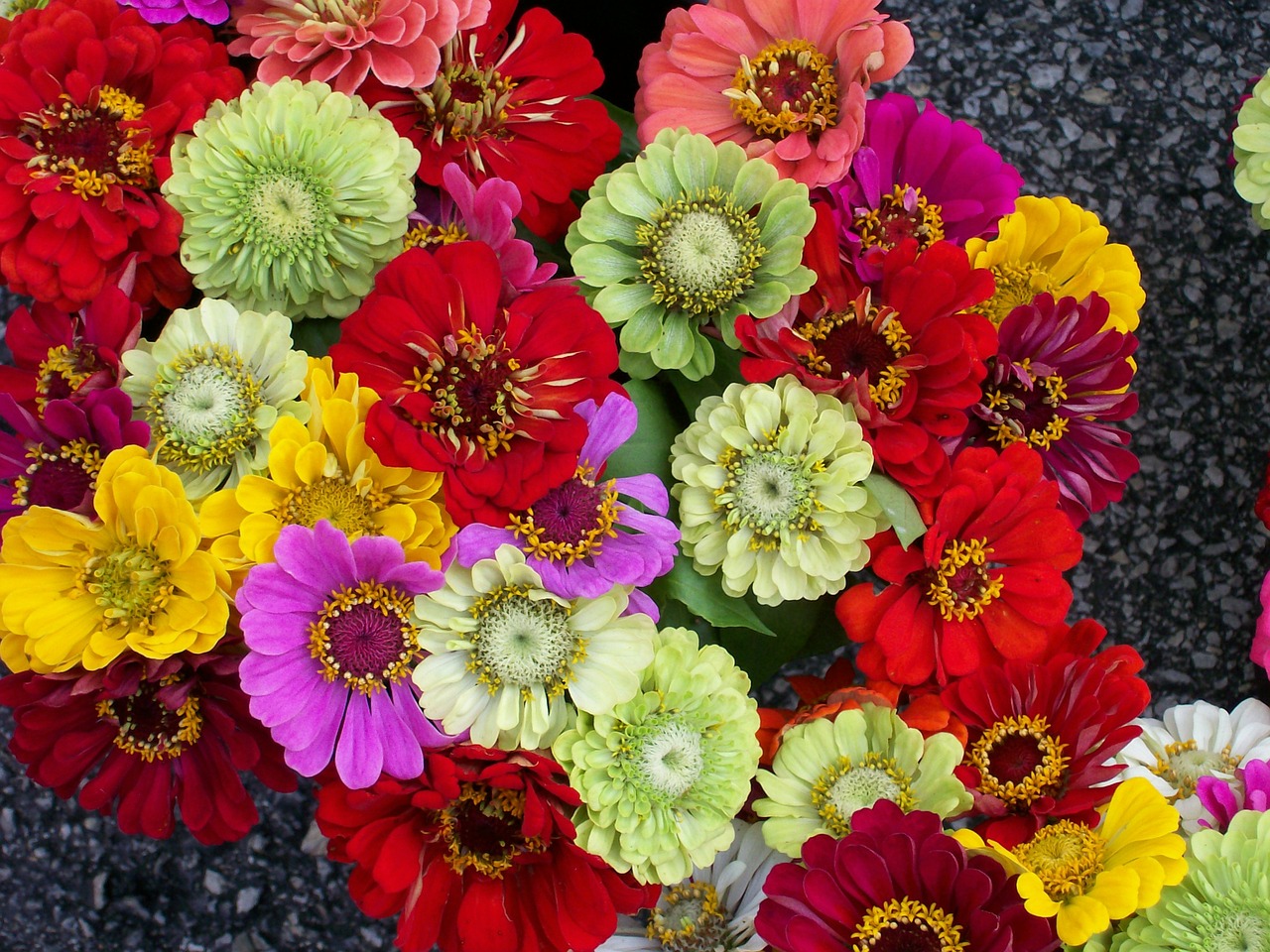 Zinnias, Krūva, Gėlės, Žydi, Spalvinga, Žiedai, Žiedlapiai, Puokštė, Supjaustyti, Šviesus