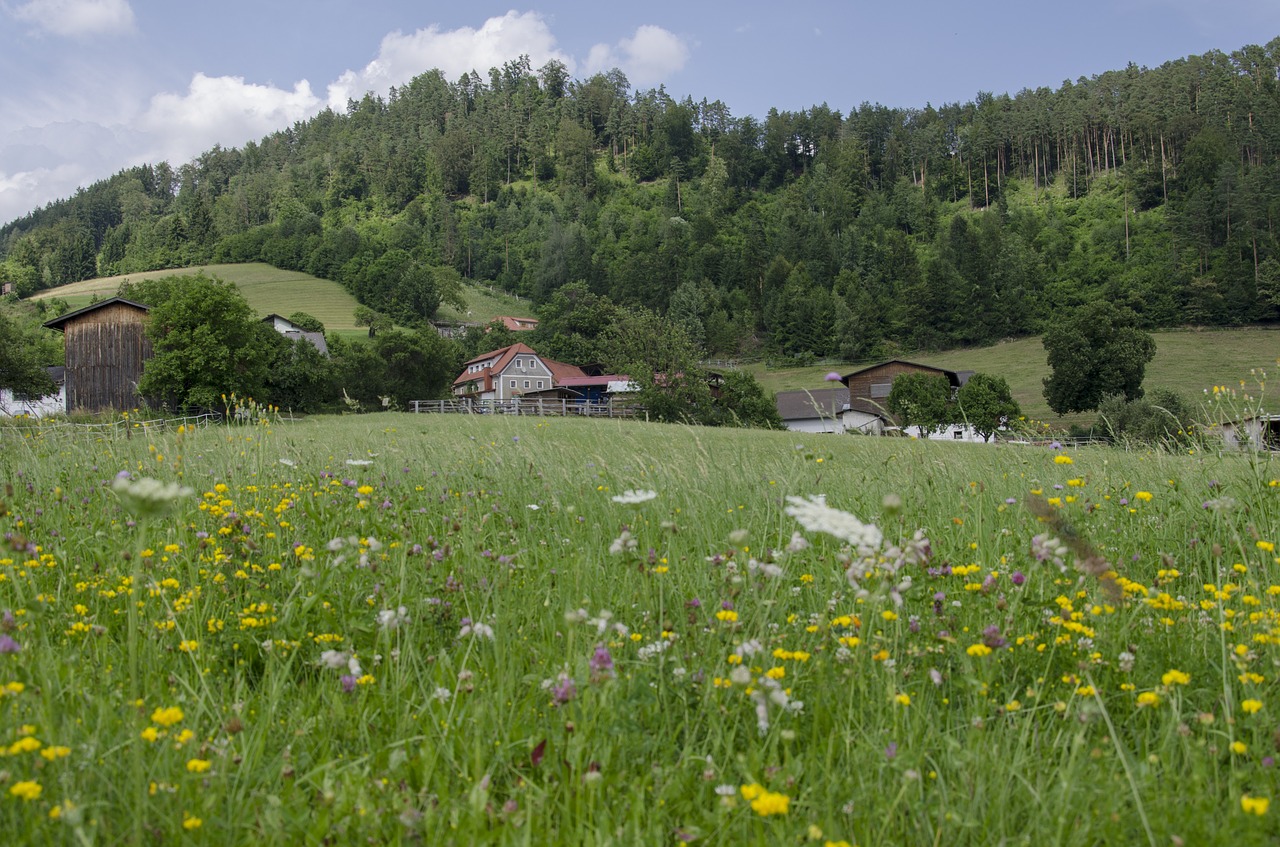 Zitoll, Austria, Pieva, Kaimas, Vasara, Šalis, Nemokamos Nuotraukos,  Nemokama Licenzija