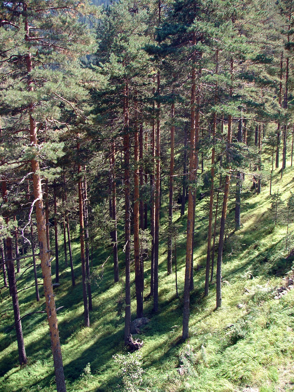 Zlatibor, Serbija, Kalnas, Gamta, Miškas, Medis, Nemokamos Nuotraukos,  Nemokama Licenzija