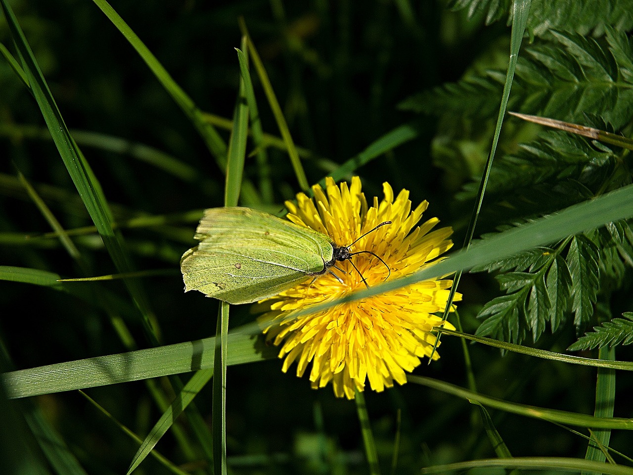 Žluťásek, Kiaulpienė, Makro, Medicinos, Žalias, Žolė, Gamta, Gėlė, Geltona, Drugelis