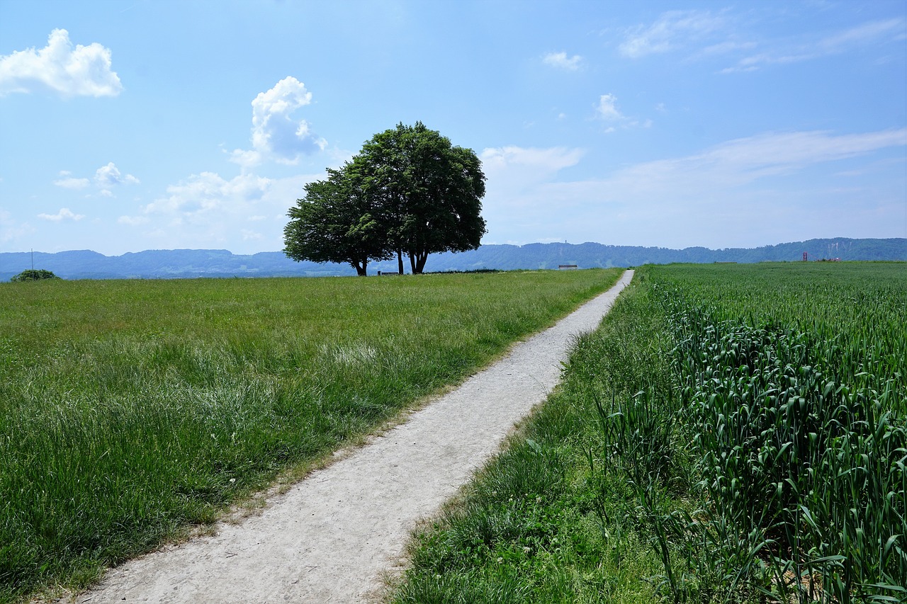 Zolikonas, Šveicarija, Zurich, Gamta, Medis, Pieva, Ruduo, Kaimas, Toli, Laukas