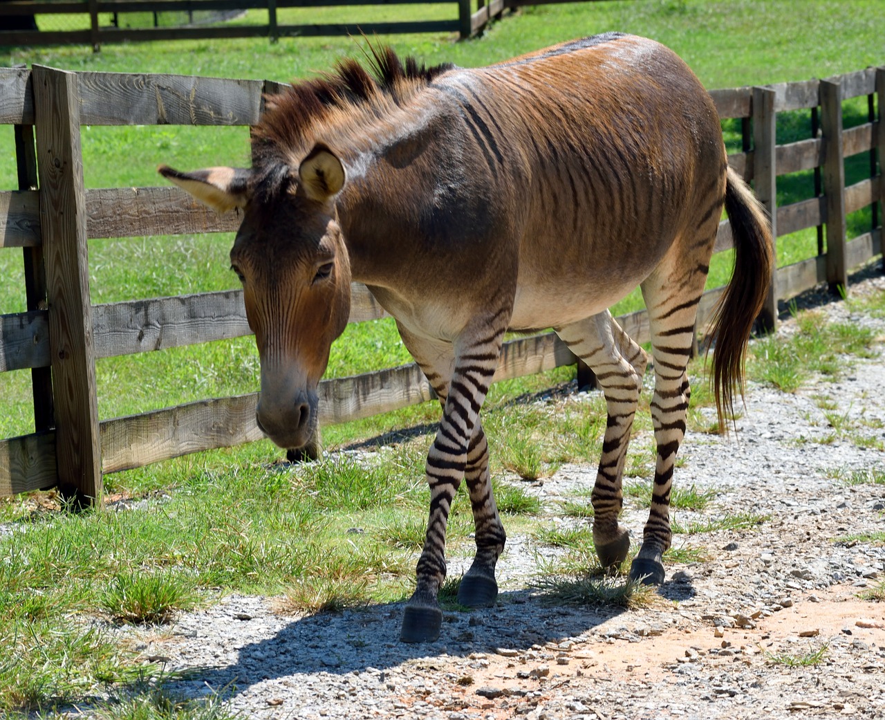 Zonike, Gyvūnas, Žinduolis, Pus Zebra, Pusės Asilas, Mišri Veislė, Laukinių Gyvūnų Rezervas, Zebra, Zebroid, Zoologijos Sodas