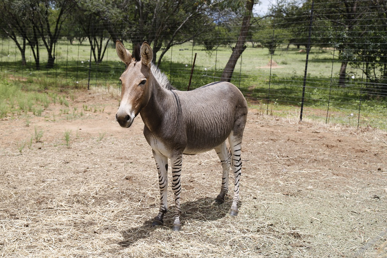 Zonike, Zebra, Asilas, Juostelės, Žinduolis, Egzotiškas, Skirtingos, Nemokamos Nuotraukos,  Nemokama Licenzija