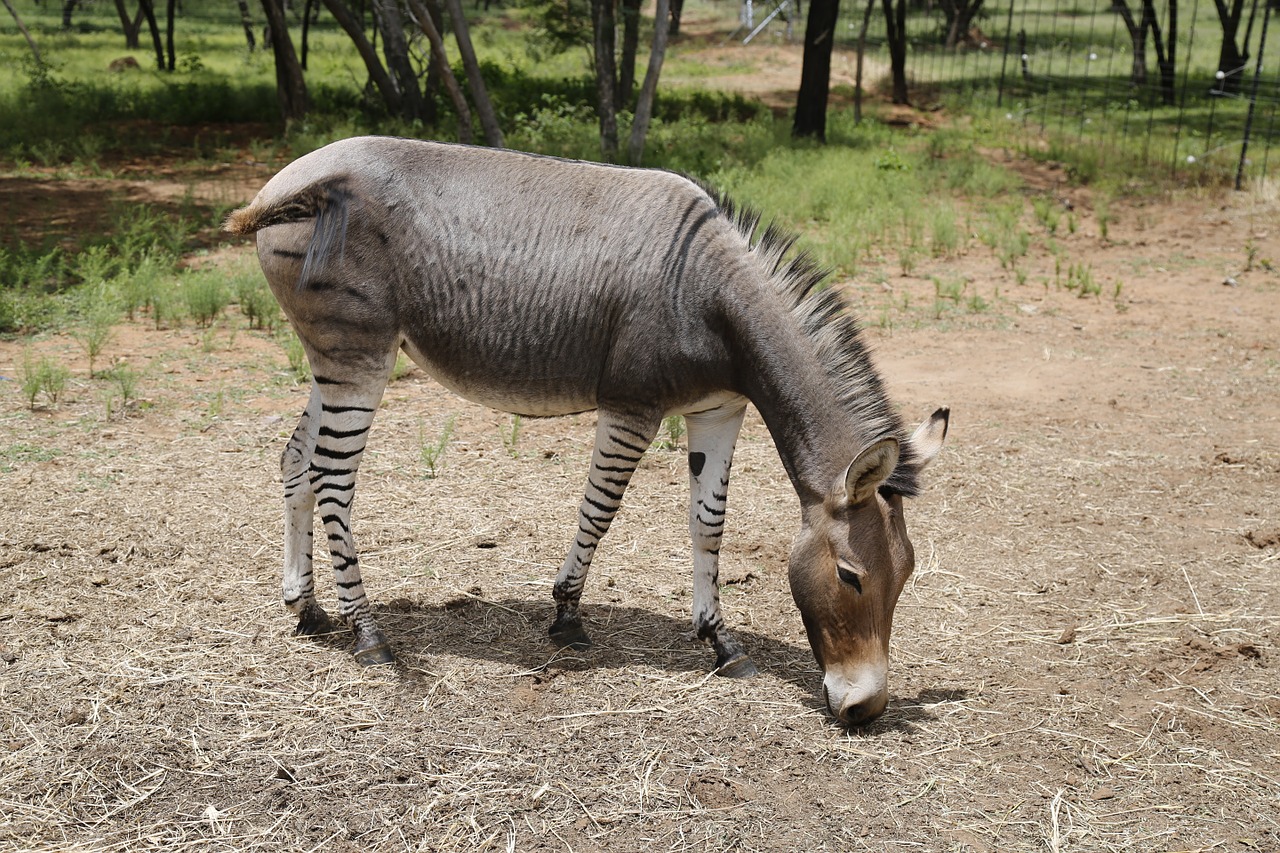 Zonike, Zebra, Asilas, Juostelės, Žinduolis, Egzotiškas, Skirtingos, Nemokamos Nuotraukos,  Nemokama Licenzija