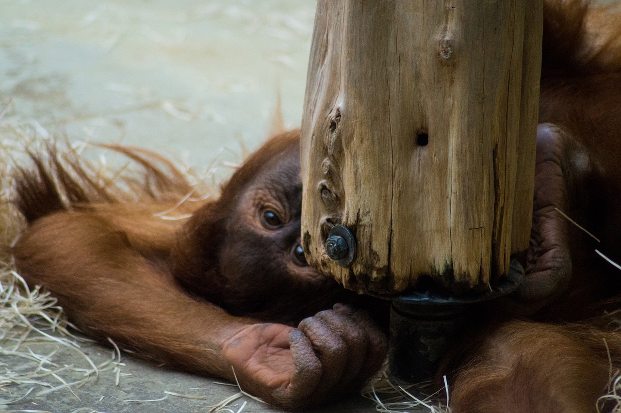 Zoologijos Sodas, Gamta, Beždžionė, Gorila, Gražus, Parkas, Gyvūnai, Ape, Uždaryti, Nemokamos Nuotraukos