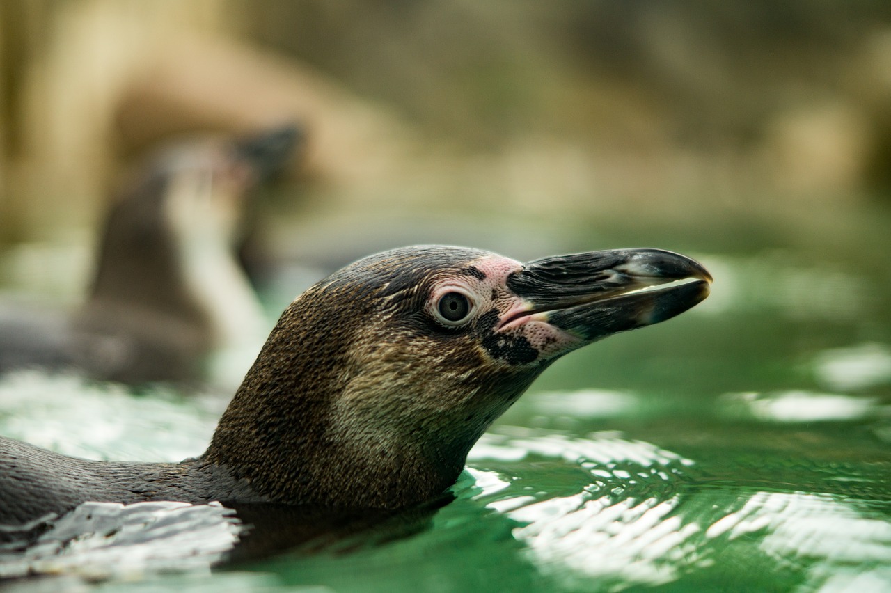 Zoologijos Sodas, Gamta, Pingvinas, Vandens Paukštis, Gyvūnai, Vanduo, Uždaryti, Parkas, Gerti, Nemokamos Nuotraukos