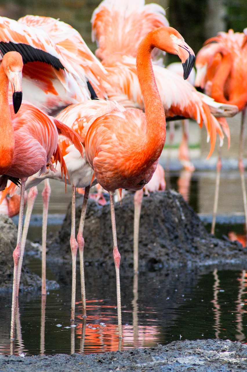 Zoologijos Sodas, Gamta, Flamingo, Parkas, Vanduo, Gyvūnai, Pelikan, Uždaryti, Gražus, Nemokamos Nuotraukos