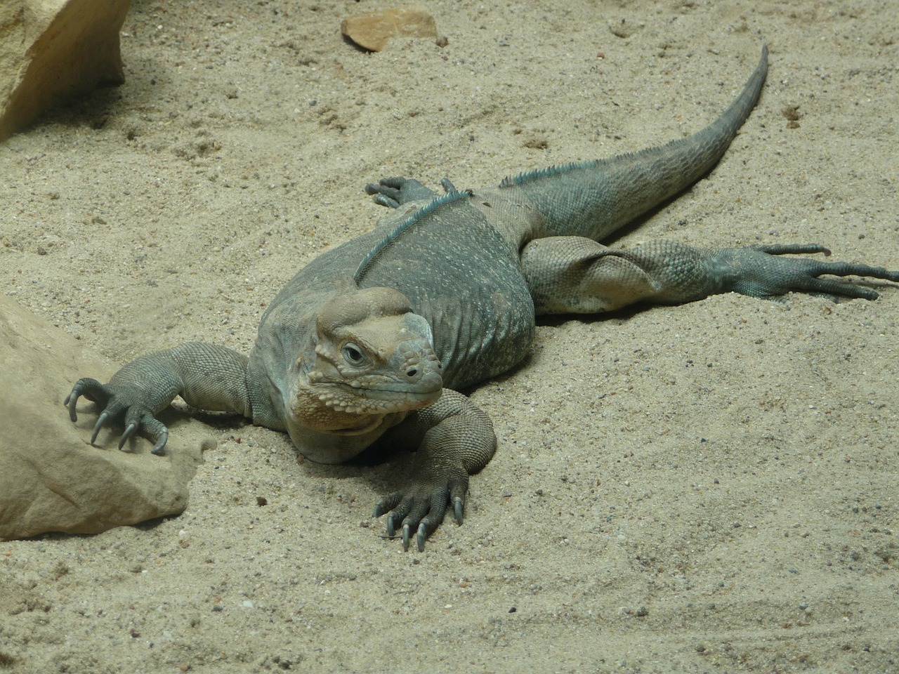 Zoologijos Sodas, Iguana, Ropliai, Žvynuotas, Driežas, Gyvūnas, Terariumas, Raganų Iguana, Atogrąžų, Padaras