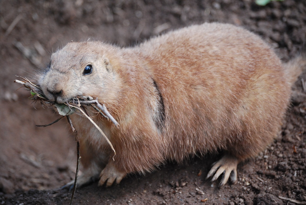 Zoologijos Sodas, Gyvūnas, Prerijų Šuo, Maistas, Meerkat, Nemokamos Nuotraukos,  Nemokama Licenzija