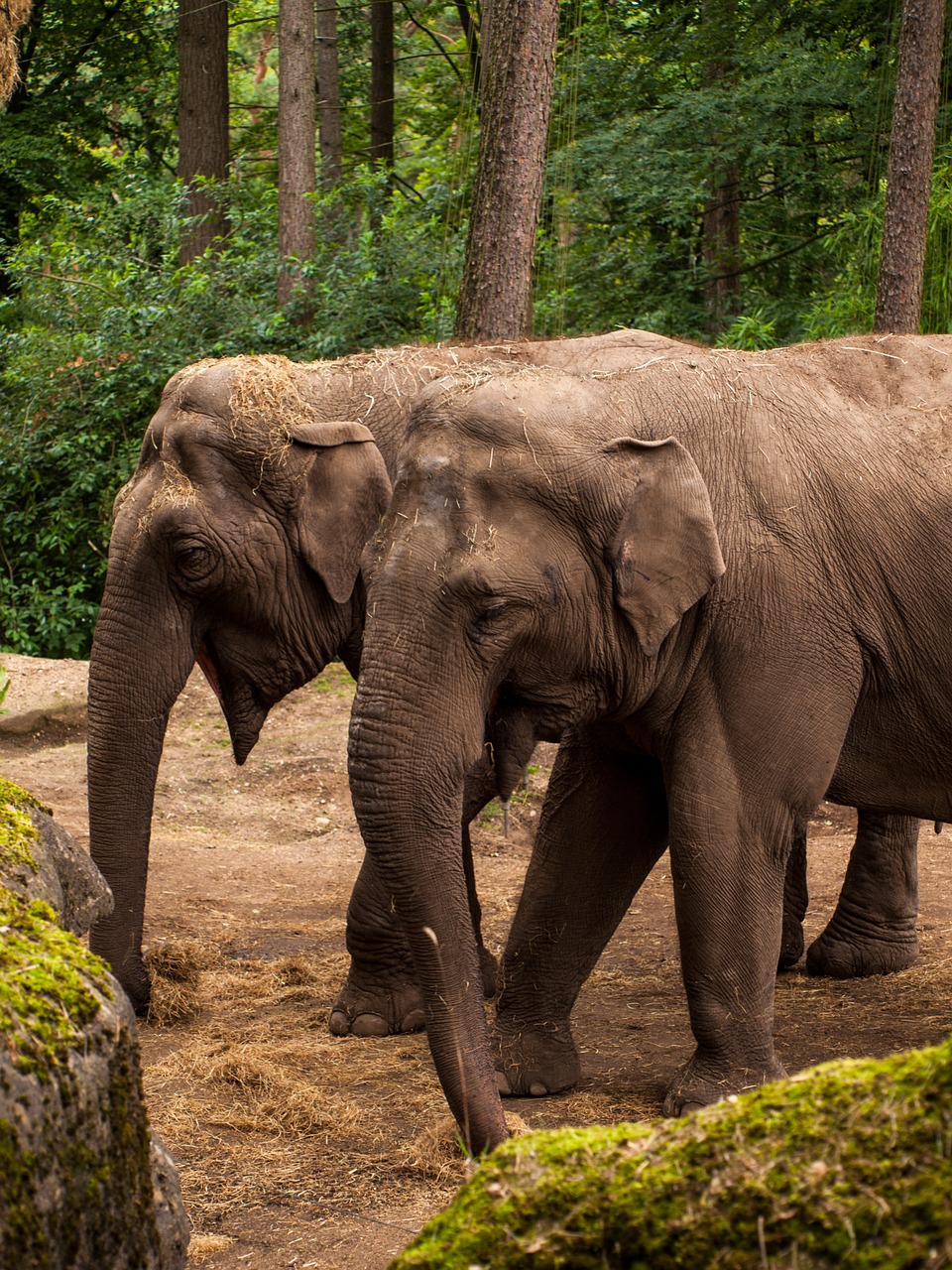 Zoologijos Sodas, Proboscis, Gyvūnų Portretas, Gyvūnai, Dramblys, Pachyderm, Galva, Nemokamos Nuotraukos,  Nemokama Licenzija