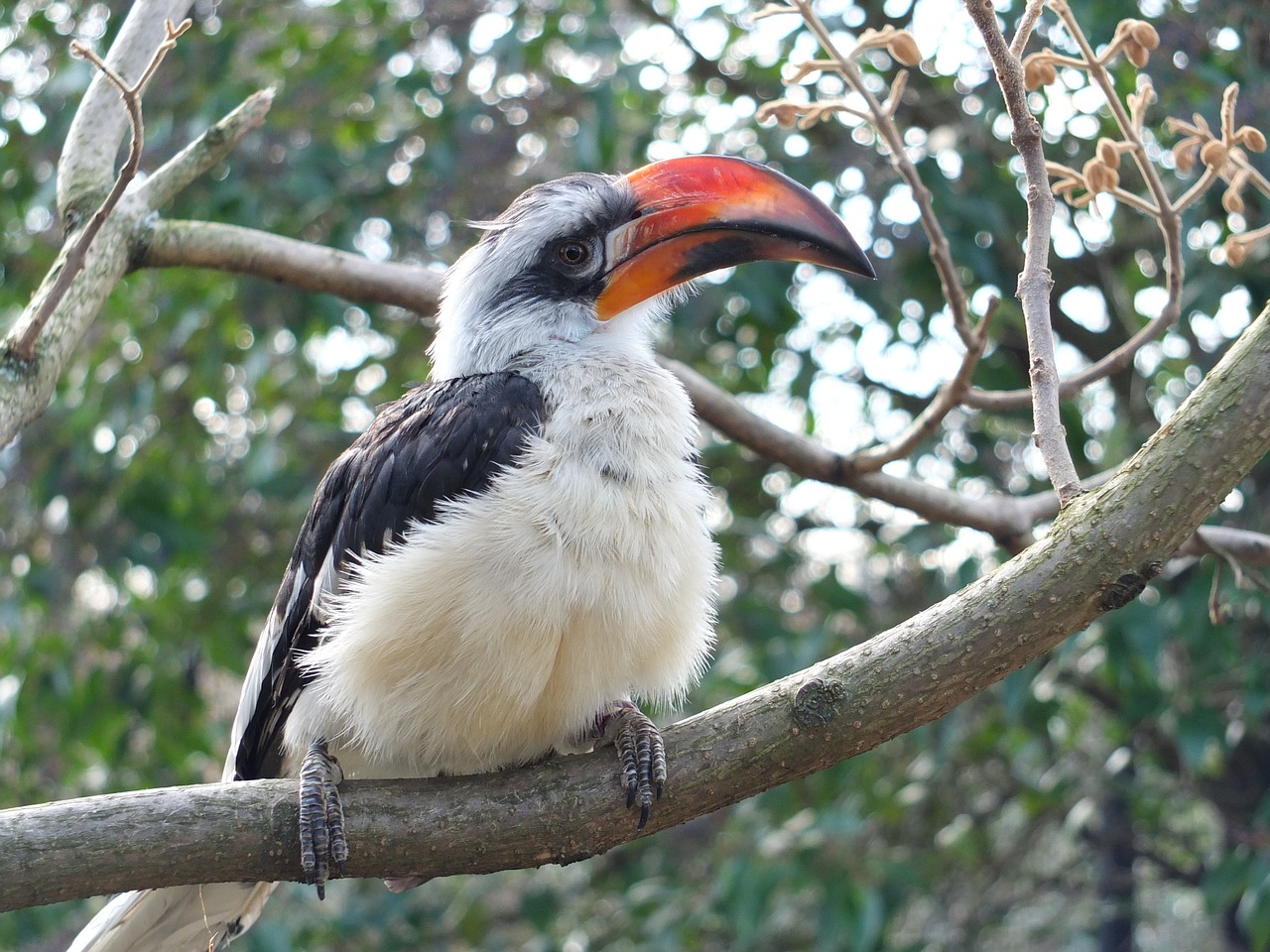 Zoologijos Sodas, Paukštis, Gamta, Gyvūnas, Nemokamos Nuotraukos,  Nemokama Licenzija