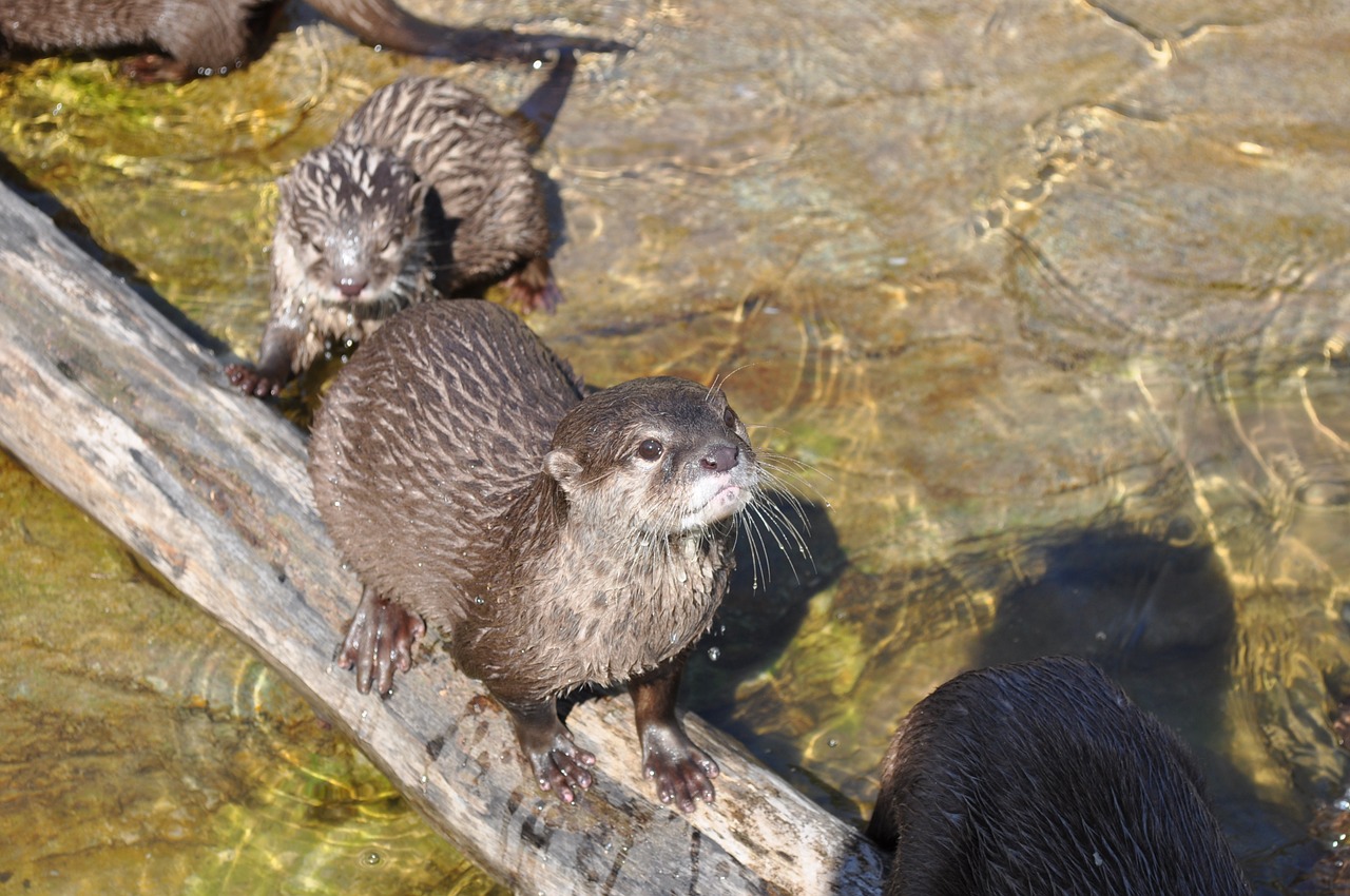 Zoologijos Sodas, Bebras, Kbh, Nemokamos Nuotraukos,  Nemokama Licenzija