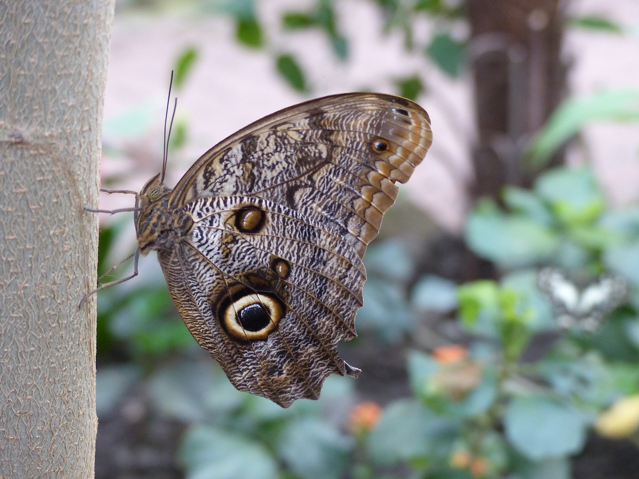 Zoologijos Sodas, Drugelis, Vabzdys, Atogrąžų Namas, Nemokamos Nuotraukos,  Nemokama Licenzija