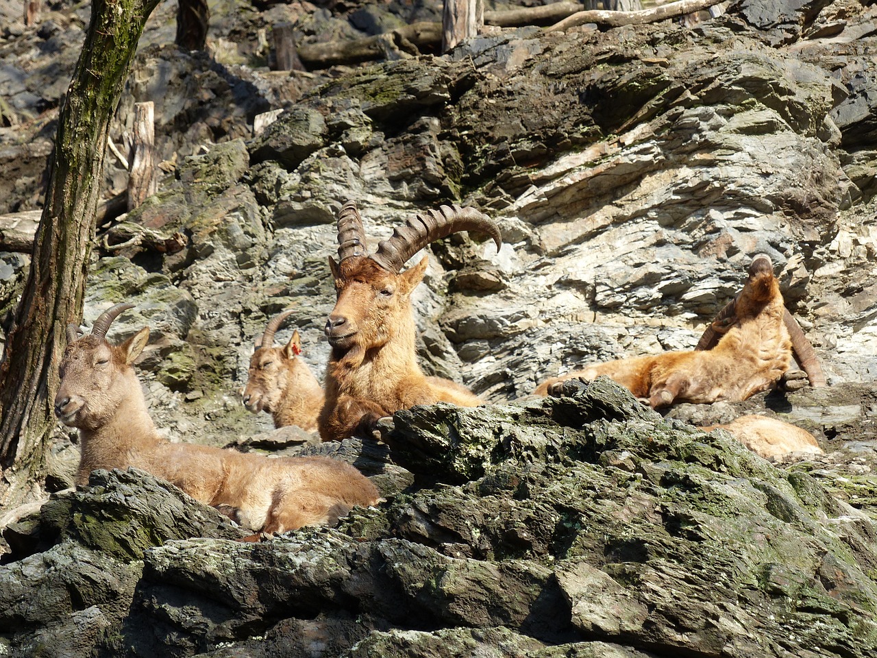 Zoologijos Sodas, Gyvūnai, Kazkas, Fauna, Akmenys, Poilsio, Nemokamos Nuotraukos,  Nemokama Licenzija