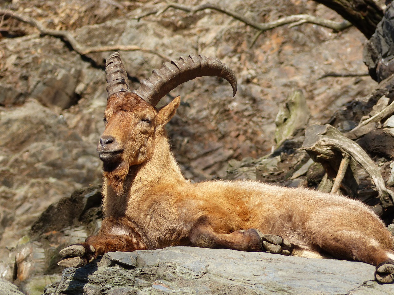 Zoologijos Sodas, Gyvūnai, Kazkas, Rūpestis, Fauna, Nemokamos Nuotraukos,  Nemokama Licenzija