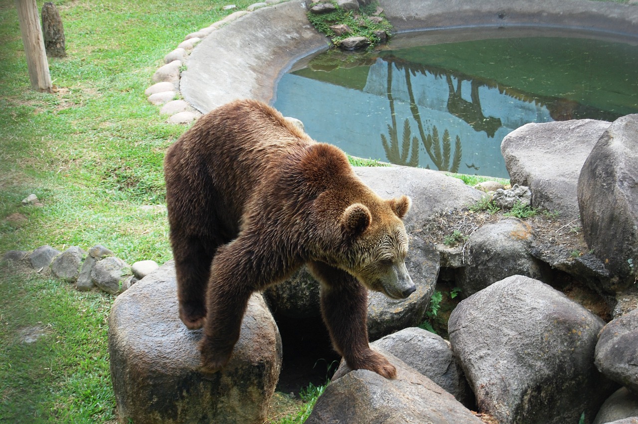 Zoologijos Sodas, Gamta, Gyvūnų Pasaulis, Žinduolis, Gyvūnas, Akmenys, Nemokamos Nuotraukos,  Nemokama Licenzija