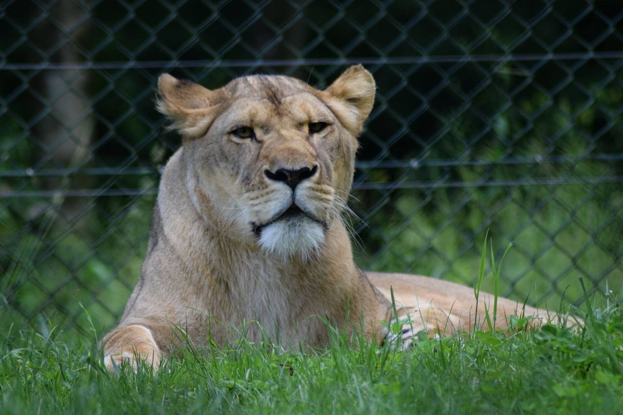 Zoologijos Sodas, Laukiniai, Laukiniai Gyvūnai, Laukinė Gamta, Liūtas, Nemokamos Nuotraukos,  Nemokama Licenzija