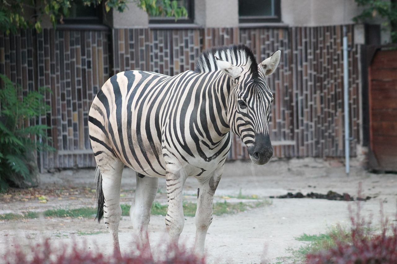Zebra, Zoologijos Sodas, Safari, Dvr Kralove Nad Labem, Nemokamos Nuotraukos,  Nemokama Licenzija