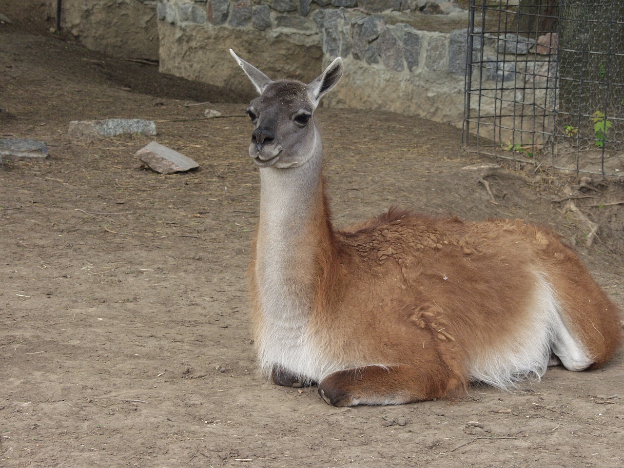 Zoologijos Sodas, Zoologijos Sodas Харьков, Kharkovas, Gyvūnai, Laukiniai Gyvūnai, Laukinis Gyvūnas, Kalakutienos, Kanopas, Lama, Gyvūnas