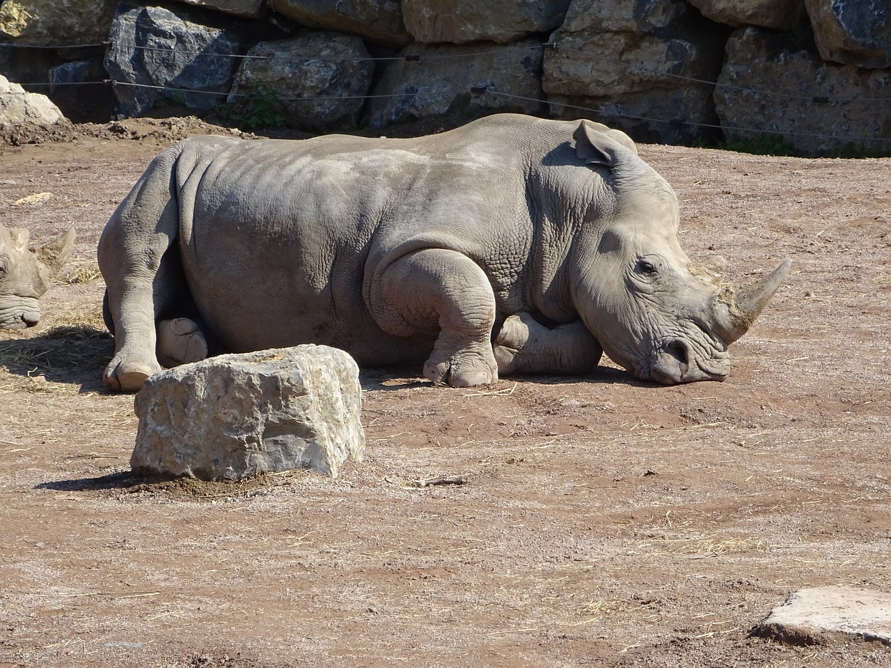 Rhino, Zoologijos Sodas, Afrika, Nemokamos Nuotraukos,  Nemokama Licenzija