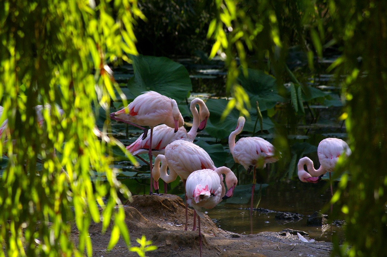 Zoologijos Sodas, Gyvūnai, Rožinis Flamingas, Medis, Vanduo, Parkas, Gyvūnų Parkas, Gamta, Rožinis, Paukščiai