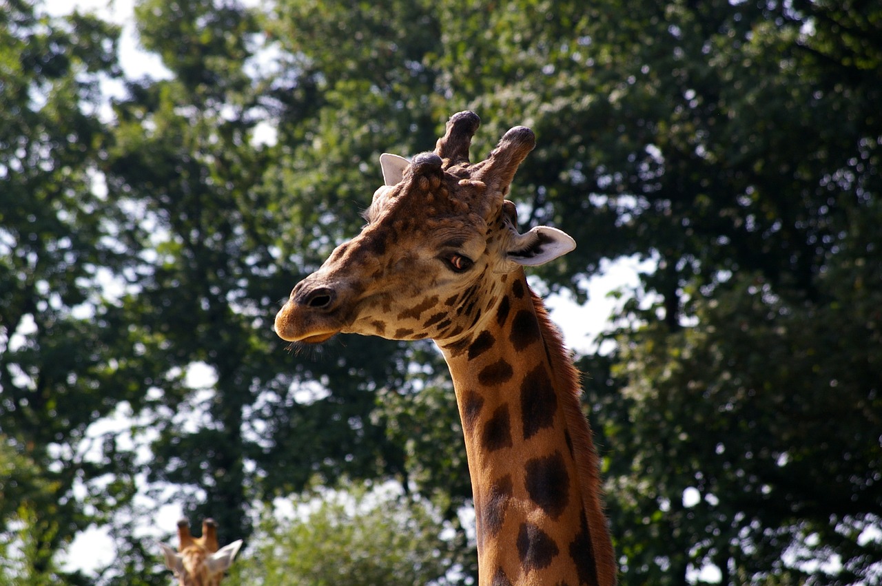 Zoologijos Sodas, Gyvūnai, Žirafa, Medis, Vanduo, Parkas, Gyvūnų Parkas, Gamta, Bandas, Brittany