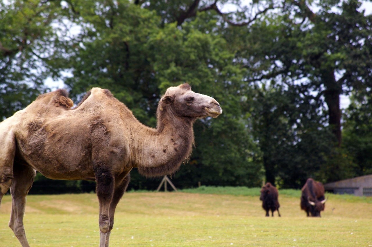 Zoologijos Sodas, Gyvūnai, Medis, Vanduo, Parkas, Gyvūnų Parkas, Gamta, Bandas, Brittany, Branféré