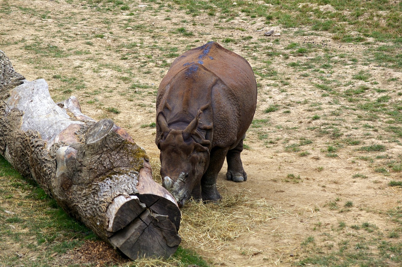 Zoologijos Sodas, Gyvūnai, Medis, Vanduo, Parkas, Gyvūnų Parkas, Gamta, Bandas, Brittany, Branféré