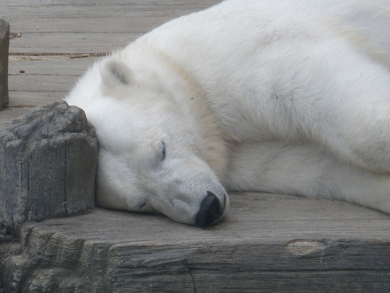 Zoologijos Sodas, Baltoji Meška, Laukinė Gamta, Gyvūnas, Baltas Kailis, Nemokamos Nuotraukos,  Nemokama Licenzija