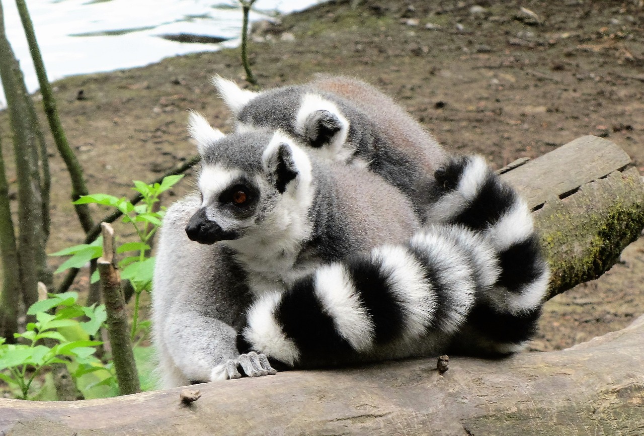 Zoologijos Sodas, Žiedinis Lelukas, Beždžionė, Beždžionės, Maža Bezdžionė, Dvyniai, Uodega, Ilgą Uodegą, Juoda Balta, Kopijuoti