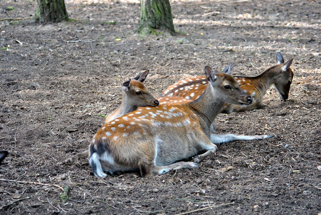 Zoologijos Sodas, Stiragai, Nemokami Elnias, Nemokamos Nuotraukos,  Nemokama Licenzija