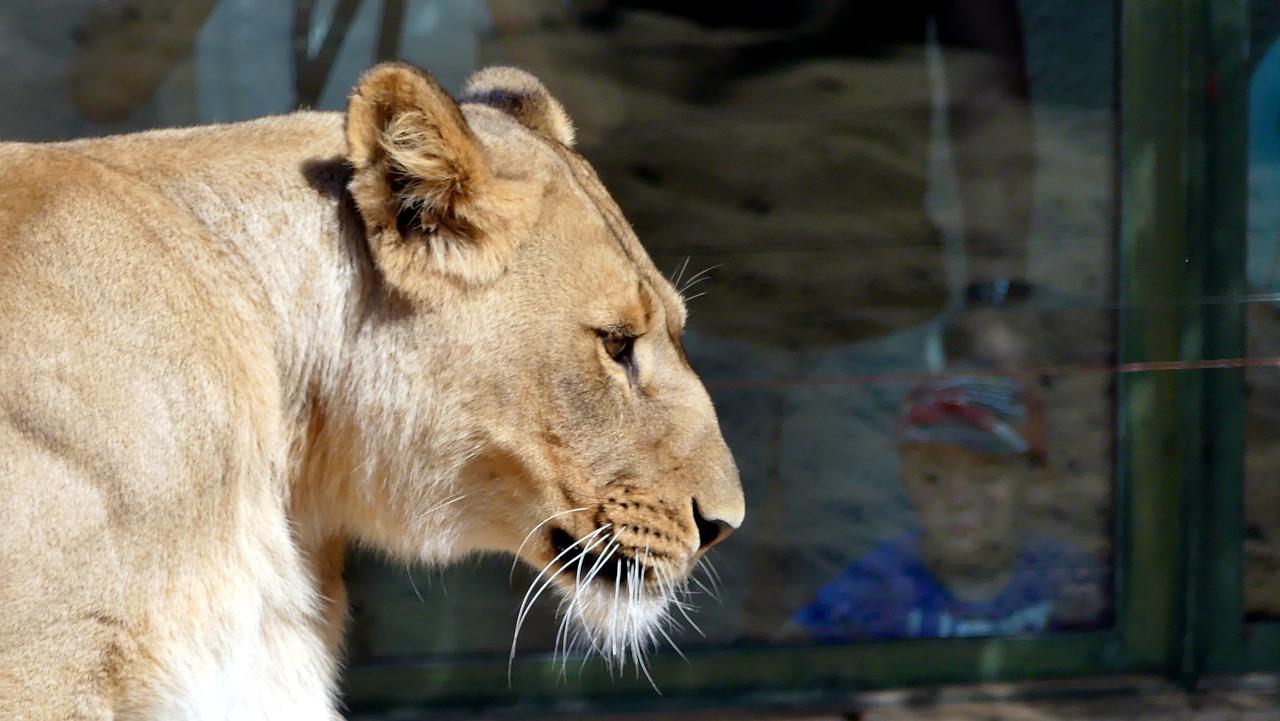 Zoologijos Sodas, Gyvūnai, Liūtas, Nemokamos Nuotraukos,  Nemokama Licenzija