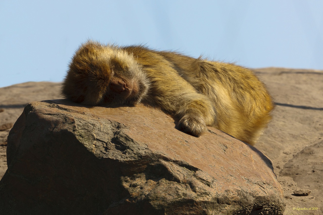 Zoologijos Sodas, Beždžionė, Miegoti, Laukiniai, Gyvūnai, Gamta, Žinduolis, Nemokamos Nuotraukos,  Nemokama Licenzija