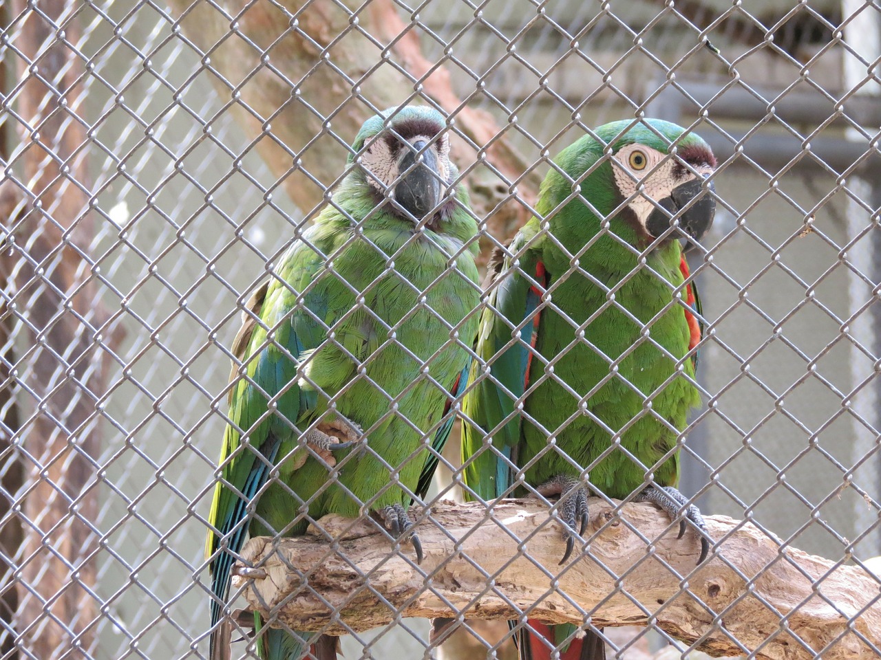 Zoologijos Sodas, Paukščiai, Macaws, Sorocaba, Brazilija, Nemokamos Nuotraukos,  Nemokama Licenzija