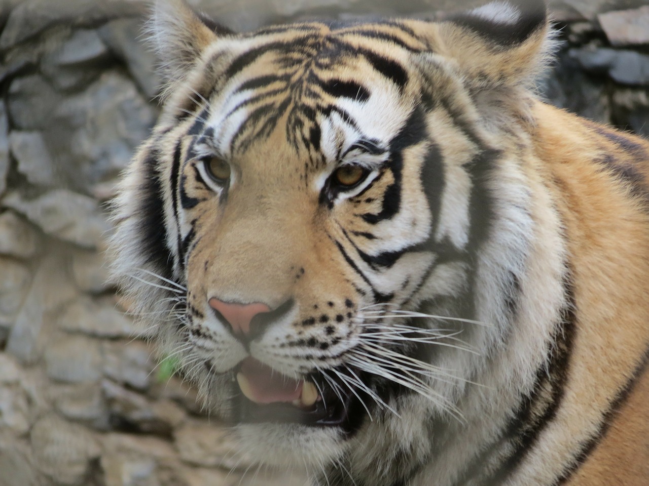 Zoologijos Sodas, Leone, Sorocaba, Brazilija, Nemokamos Nuotraukos,  Nemokama Licenzija