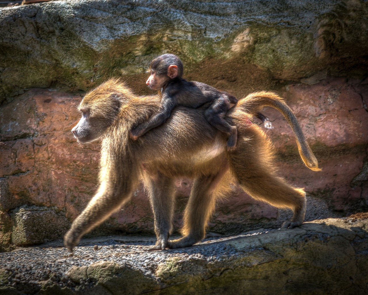 Zoologijos Sodas, Babuinas, Beždžionė, Primatas, Laukinė Gamta, Gamta, Ape, Natūralus, Gaubtas, Išsaugojimas