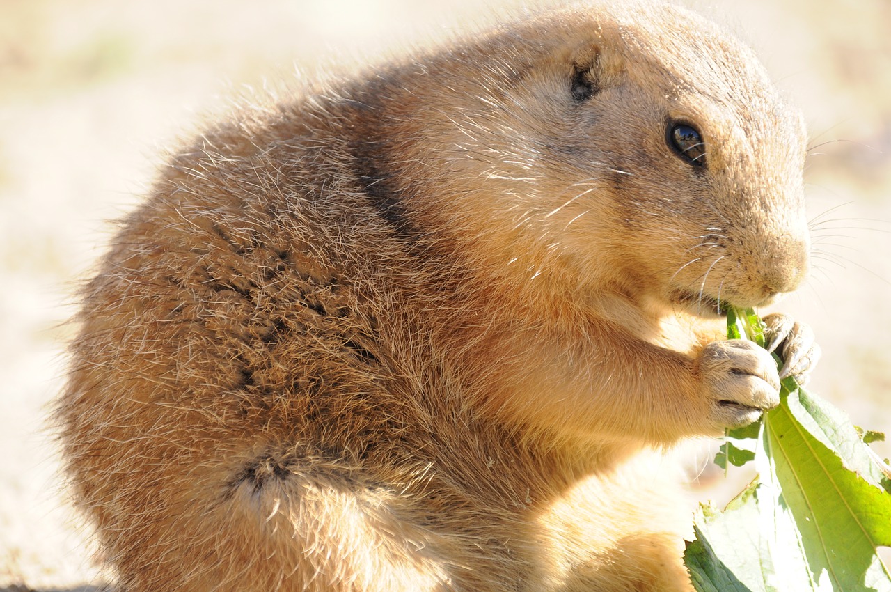 Zoologijos Sodas, Gyvūnai, Meerkat, Mielas, Laukinis Gyvūnas, Saldus, Nemokamos Nuotraukos,  Nemokama Licenzija