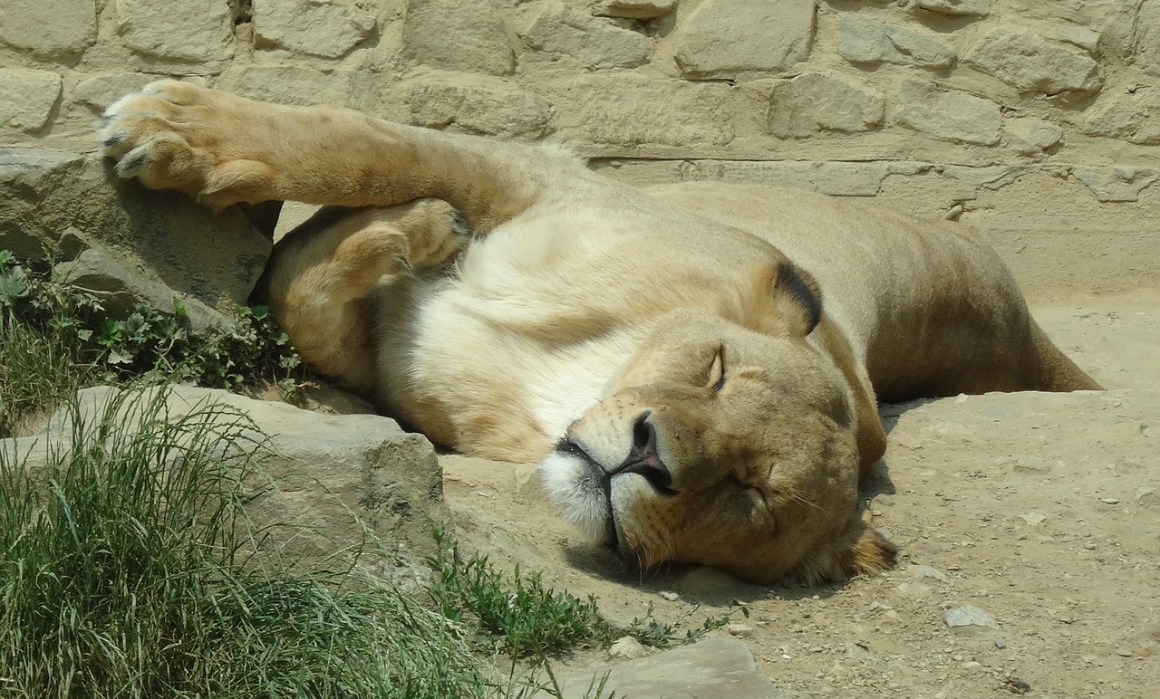 Zoologijos Sodas, Liūtas, Plėšrūnas, Katė, Galva, Nemokamos Nuotraukos,  Nemokama Licenzija