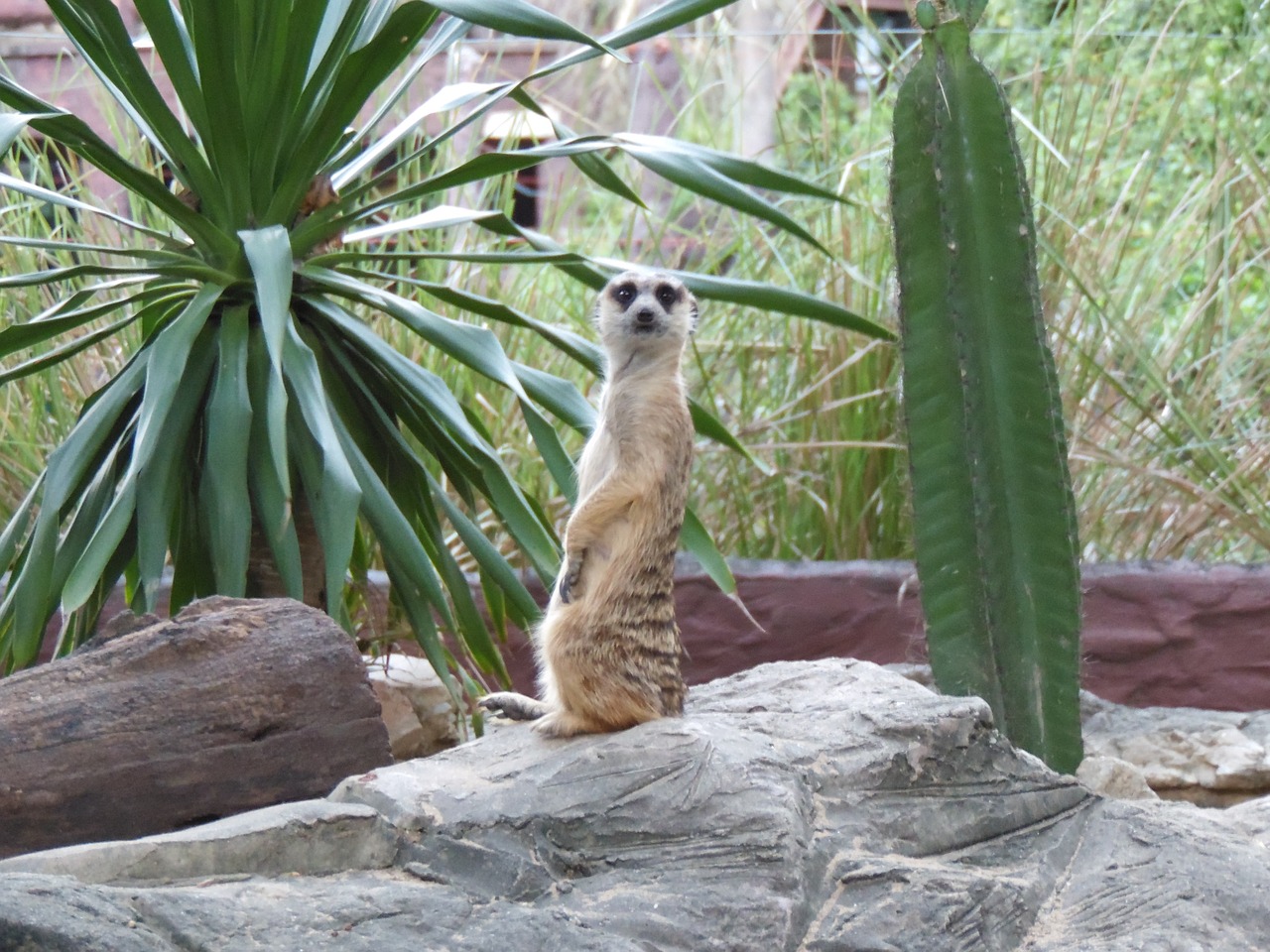 Zoologijos Sodas, Tailandas, Gyvūnas, Ranger, Nemokamos Nuotraukos,  Nemokama Licenzija