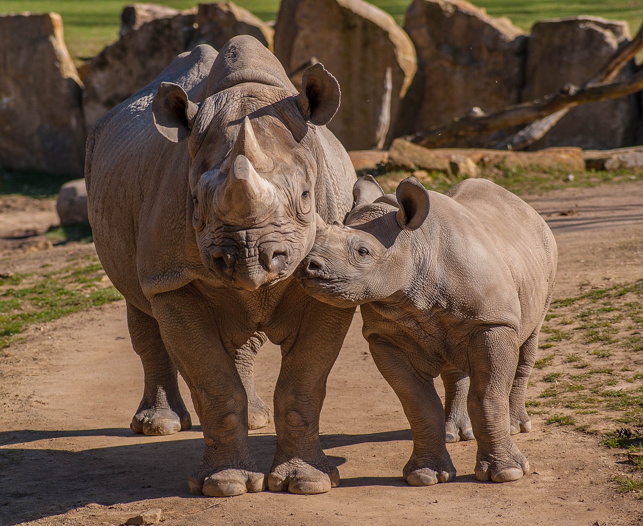 Zoologijos Sodas, Rhino, Gyvūnai, Afrika, Nemokamos Nuotraukos,  Nemokama Licenzija