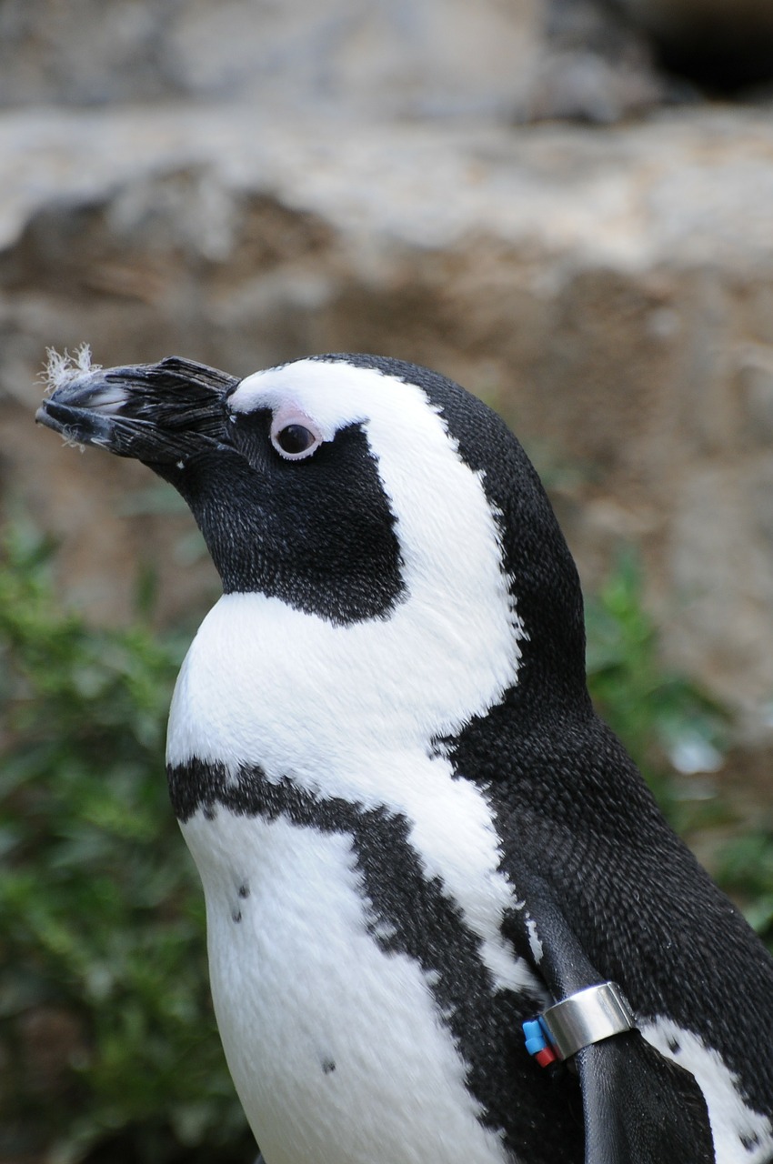 Zoologijos Sodas, Nyderlandai, Holland, Pingvinas, Jūra, Gyvūnas, Vanduo, Paukštis, Gamta, Nemokamos Nuotraukos