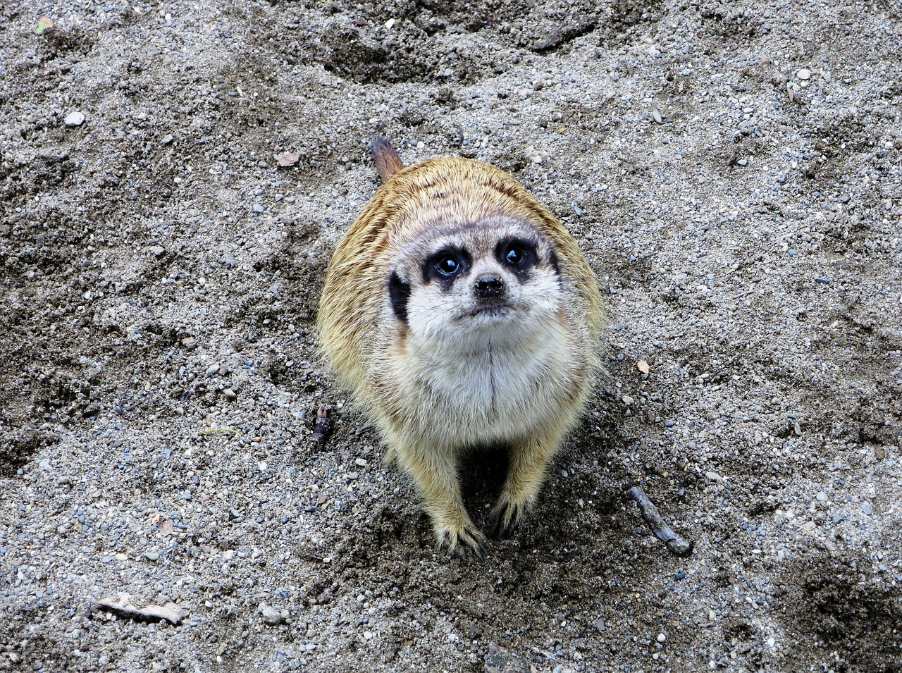 Zoologijos Sodas, Laukinės Gamtos Fotografija, Meerkat, Naminis Gyvulių Ūkis Su Išsibarstytu Malūnu, Apsauga, Įdomu, Dėmesio, Nemokamos Nuotraukos,  Nemokama Licenzija