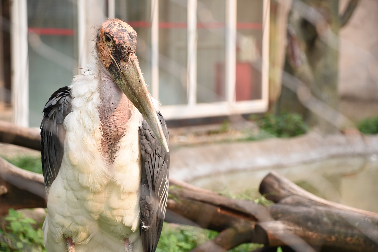 Zoologijos Sodas, Paukštis, Vasara, Burnos Galas, Pekinas, Narve, Gyvūnas, Nemokamos Nuotraukos,  Nemokama Licenzija